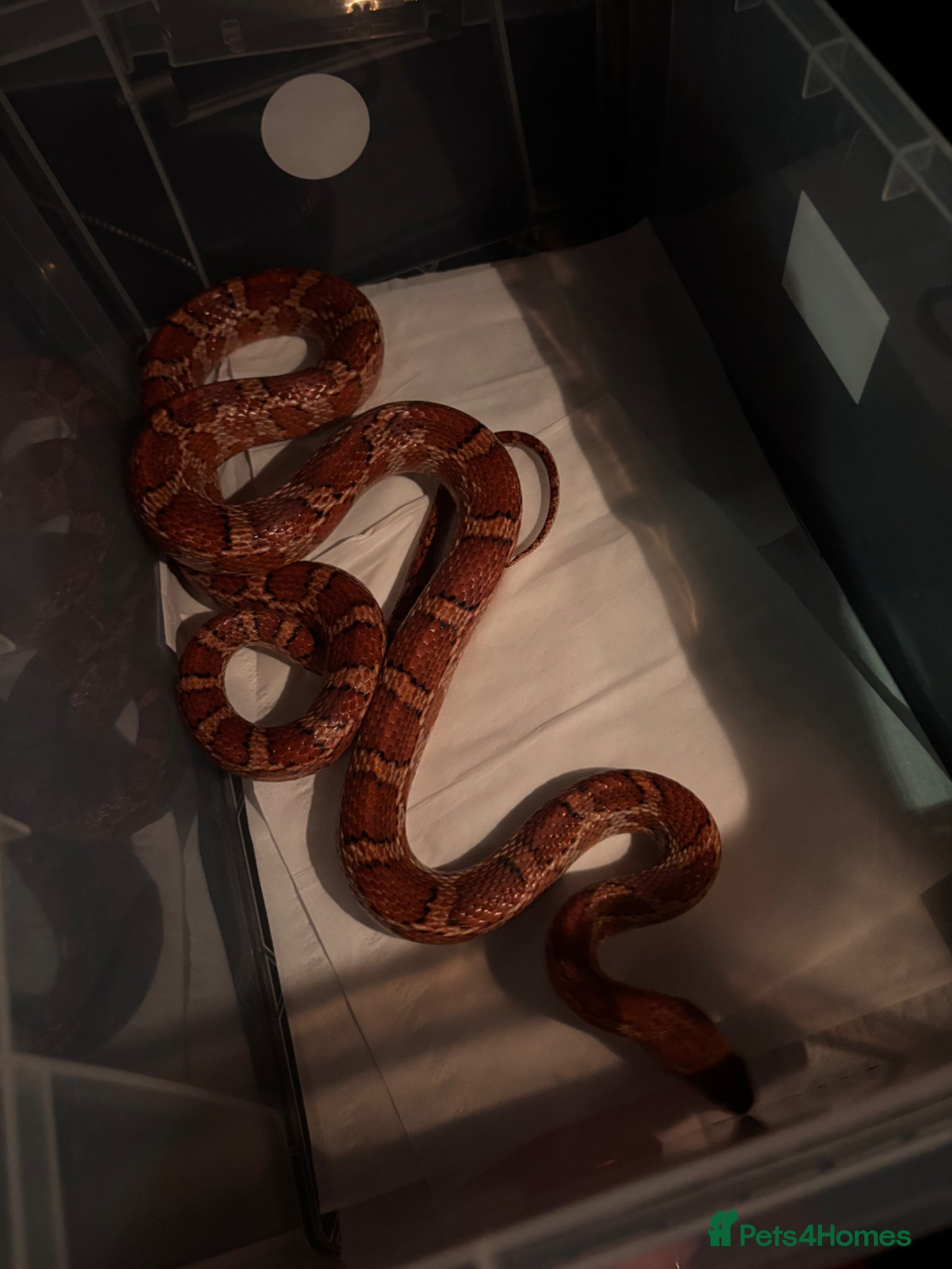 Corn Snake reptiles Male cornsnake ADULT - Advert 1
