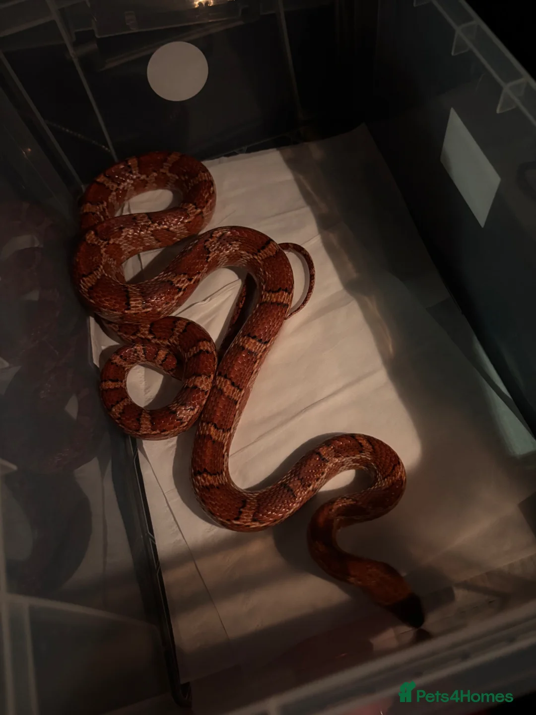 Corn Snake reptiles for sale: Male cornsnake ADULT in Enfield - Advert 1