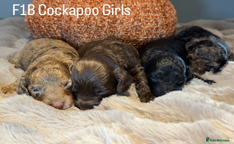 Cockapoo dogs - Advert 6