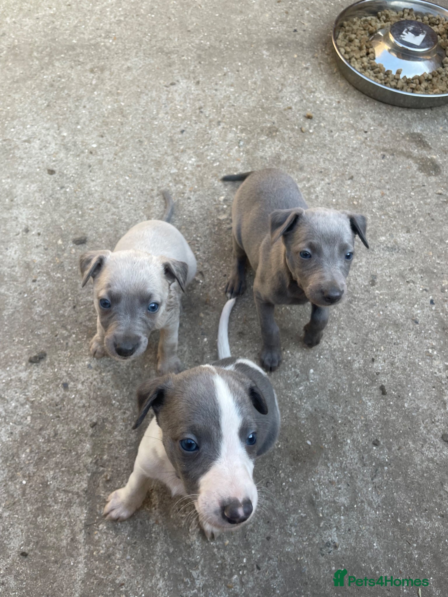 Whippet dogs Whippet Puppies for sale  - Advert 1