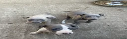 Whippet dogs for sale: Whippet Puppies for sale  - Advert 2