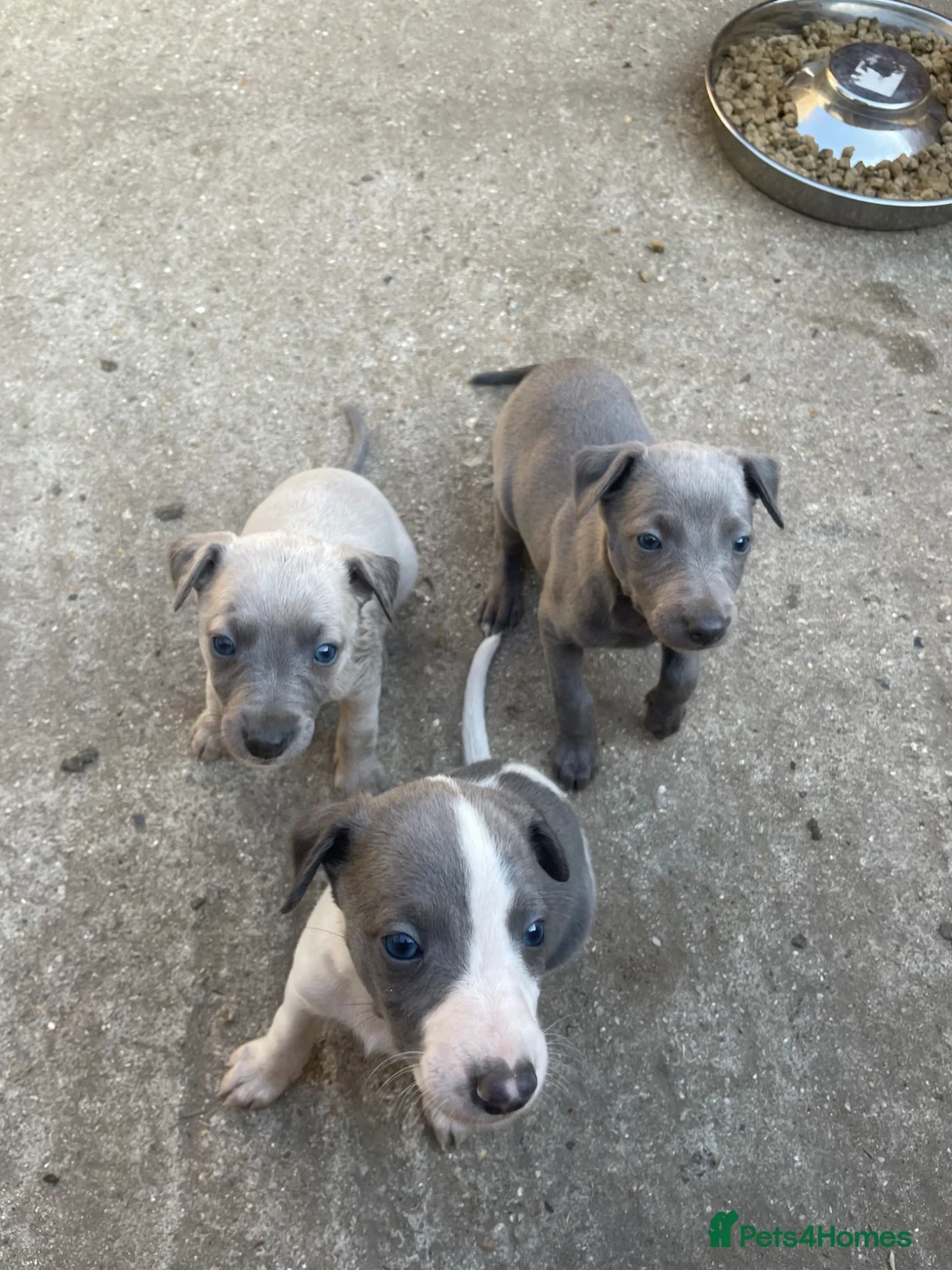 Whippet dogs for sale: Whippet Puppies for sale  - Advert 2