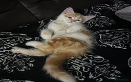 Norwegian Forest Cat cats for sale: handsome red-haired boy - Image 4