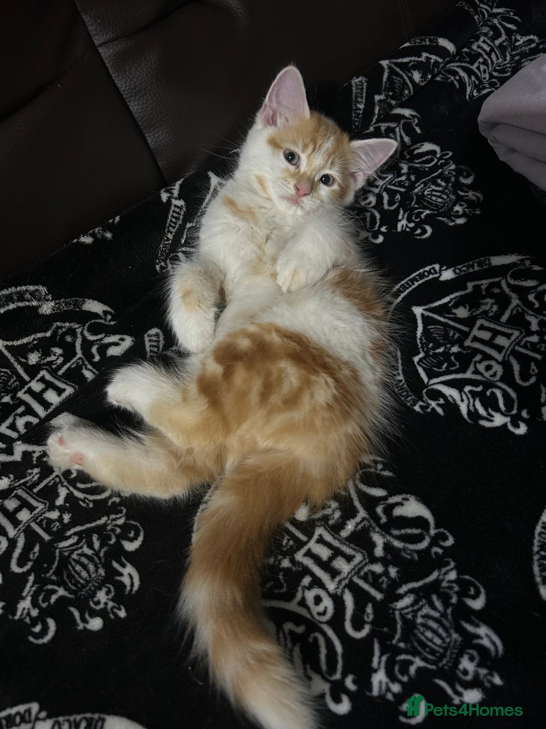 Norwegian Forest Cat cats for sale: handsome red-haired boy - Image 4