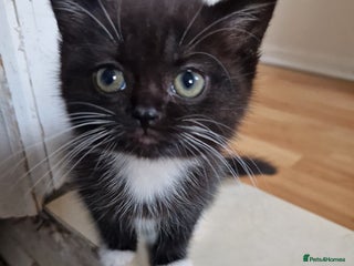 British Shorthair cats - Advert 10