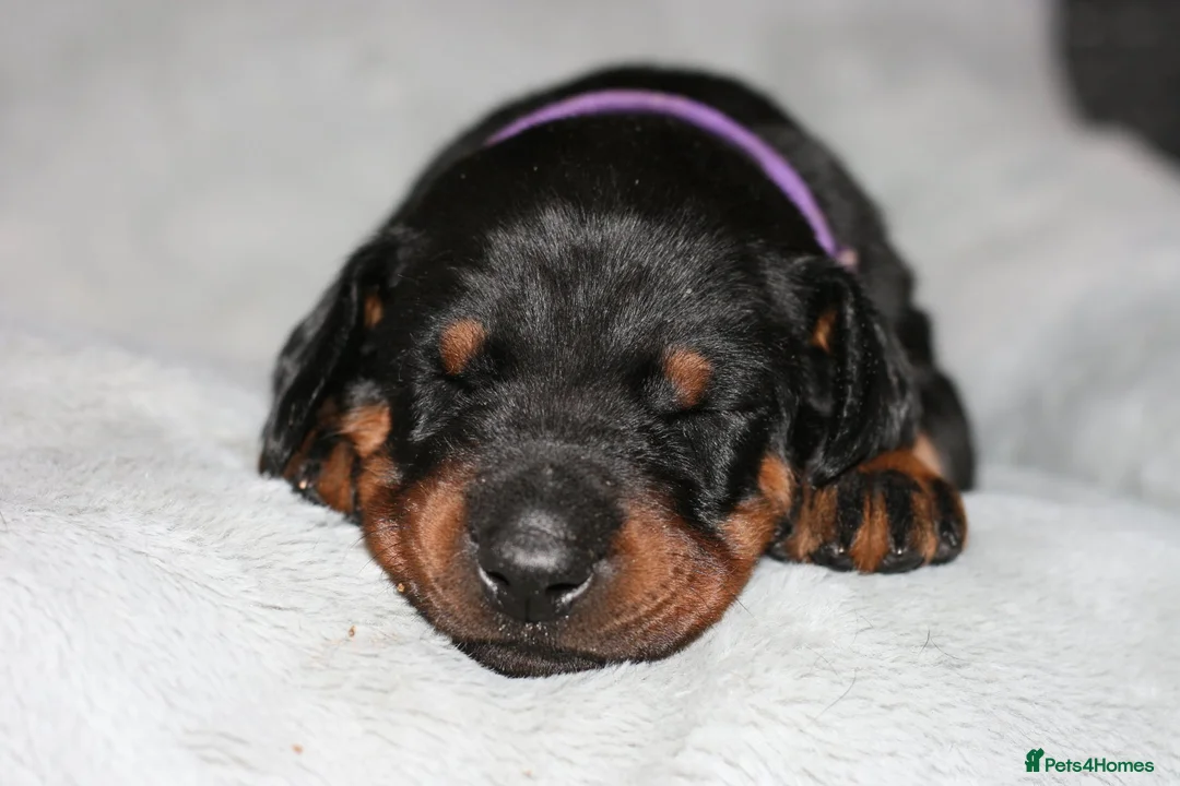 Dobermann dogs for sale: Evalesco Dobermanns - Advert 18