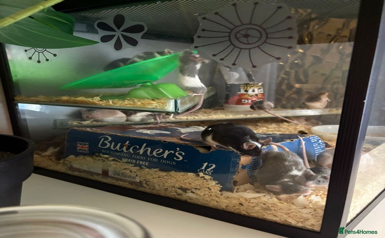 Mouse rodents - Advert 5