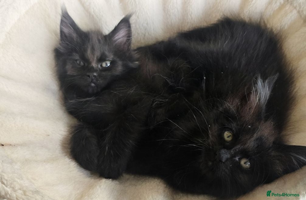 Maine Coon cats Maine coon kittens - Advert 11