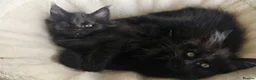 Maine Coon cats for sale: Maine coon kittens - Advert 7
