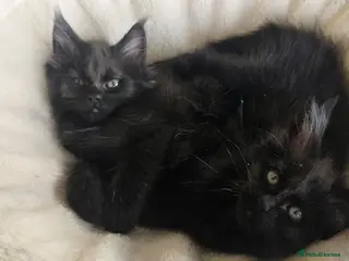 Maine Coon cats Maine coon kittens - Advert 11