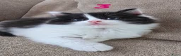 Mixed Breed cats for sale: Semi and long haired from Ragdoll mix Ginger White - Advert 21