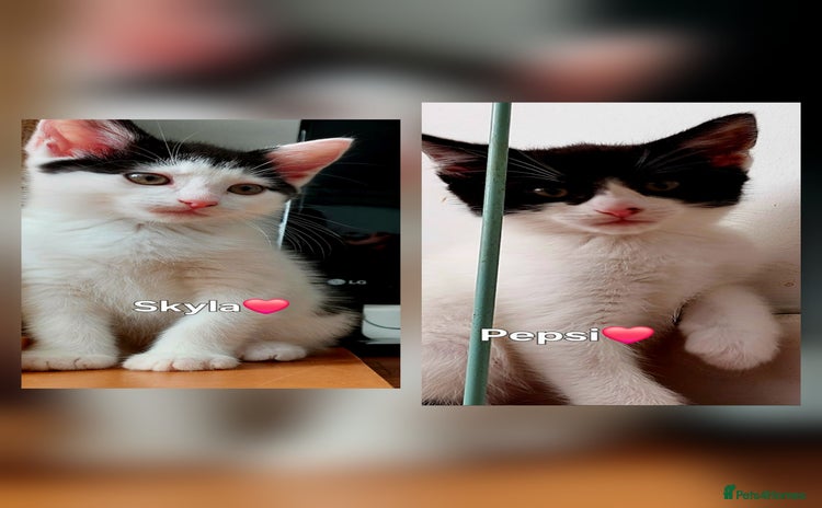 Mixed Breed cats - Advert 6