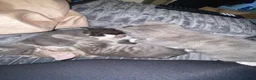 Mixed Breed cats for sale: Beautiful kittens - Advert 4