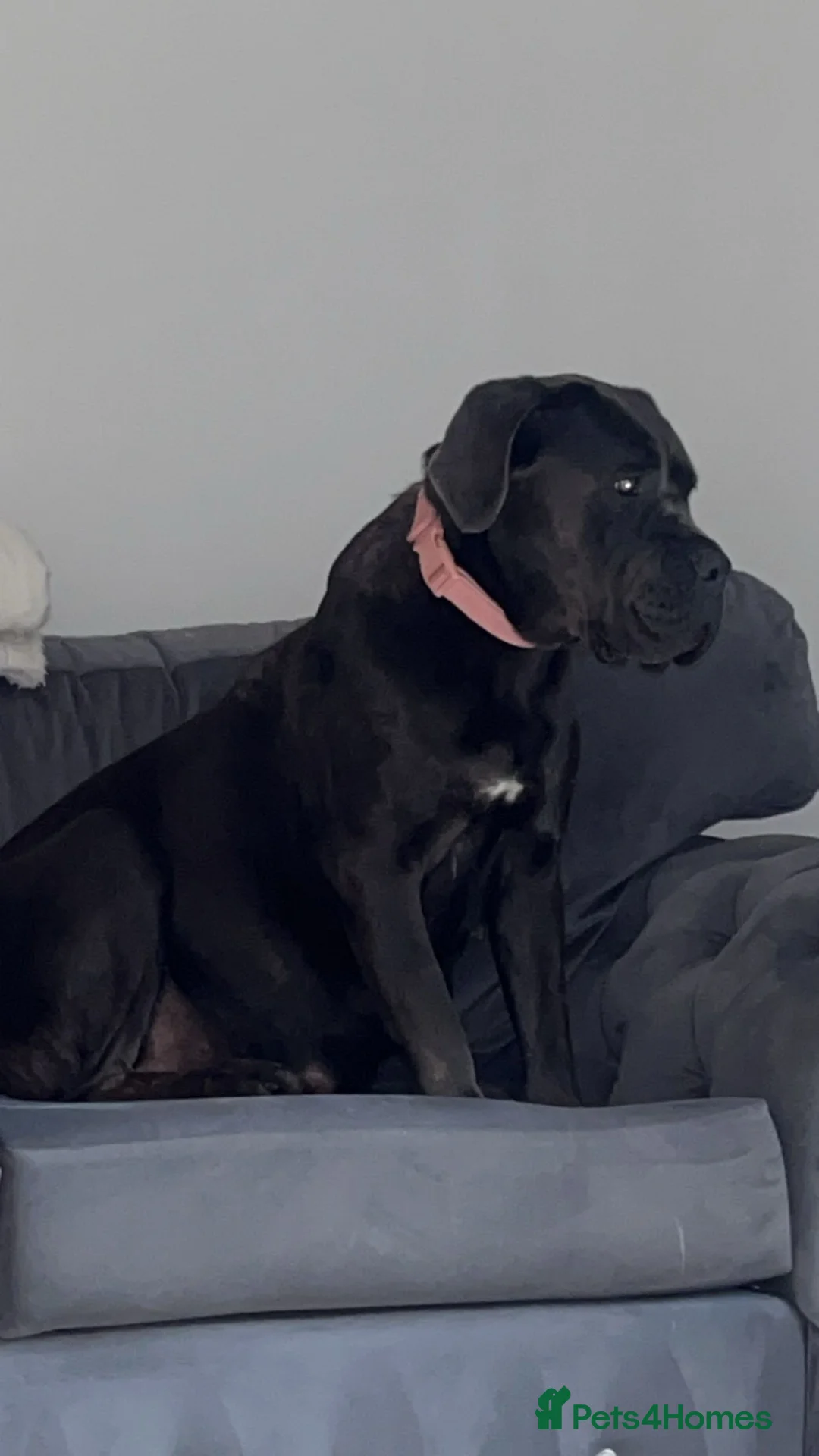 Cane Corso dogs for sale: Cane corso Italian mastiff full pedigree  - Advert 2