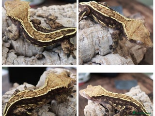 Gecko reptiles Crested/Leopard geckos/vivariums (Reduced prices) in Rowley Regis - Advert 2