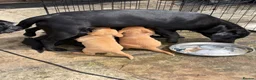 Labrador Retriever dogs for sale: KC Labrador pups for sale (fox red and black) in Shrewsbury - Advert 17