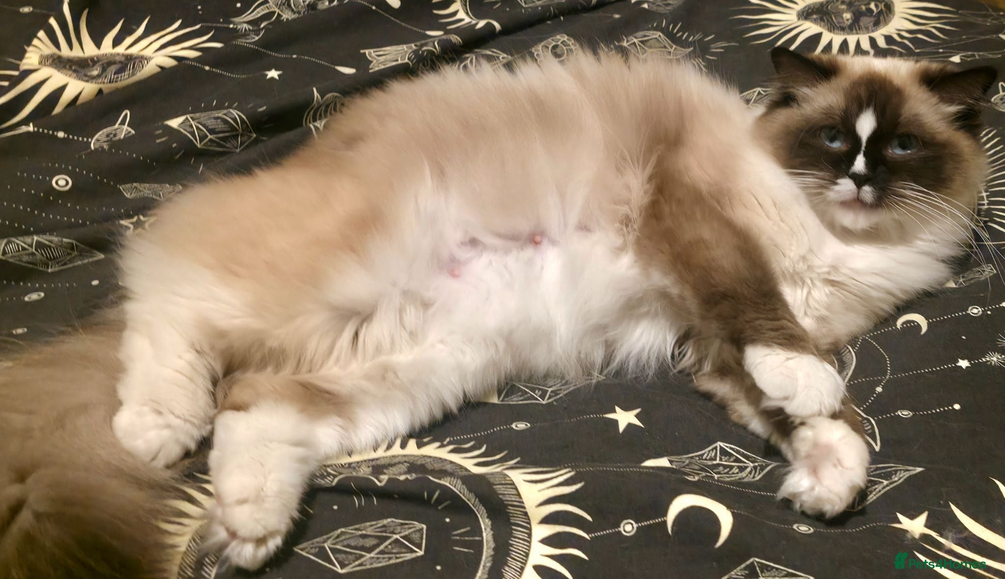 Ragdoll cats Pure Ragdoll kittens - Advert 1