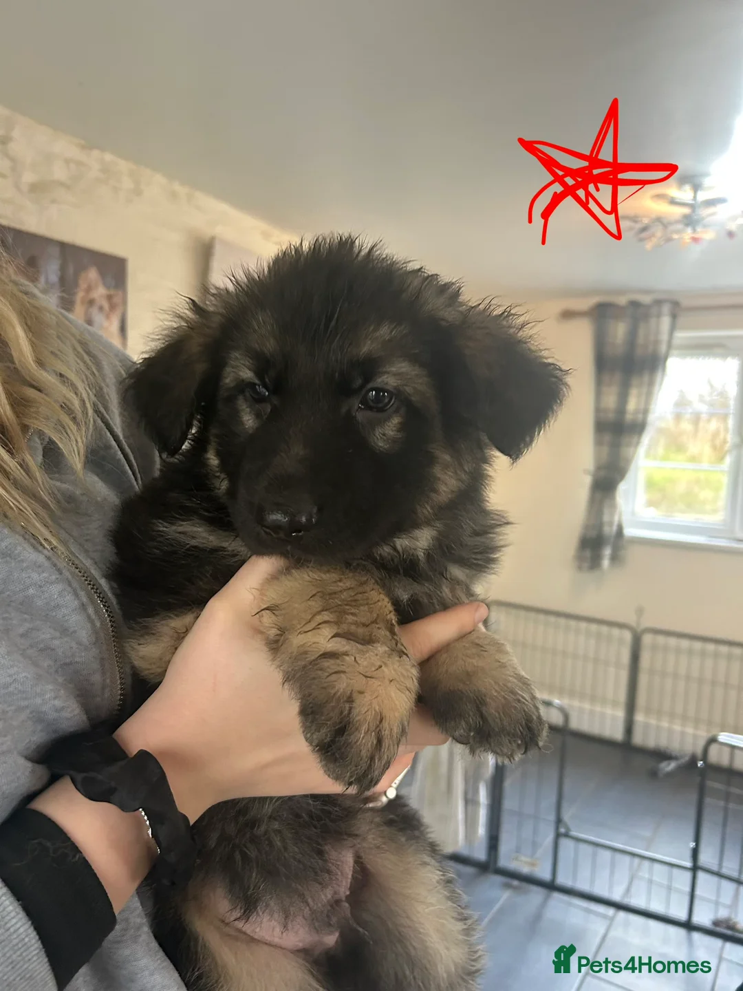 German Shepherd dogs for sale: 1 girl left - Adorable German Shepherd puppies - Advert 2