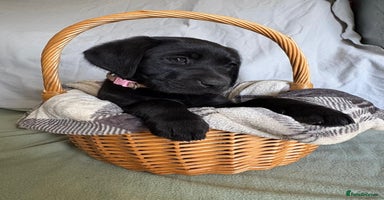 Labrador Retriever dogs - Advert 6