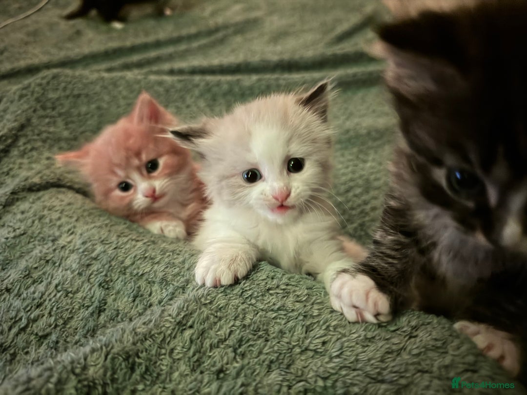 Mixed Breed cats for sale: The cutest Mixed Kittens - Image 3