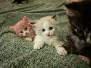 Mixed Breed cats - Advert 2