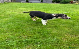 Border Collie dogs for sale: Border collie pups 🐶  - Image 5
