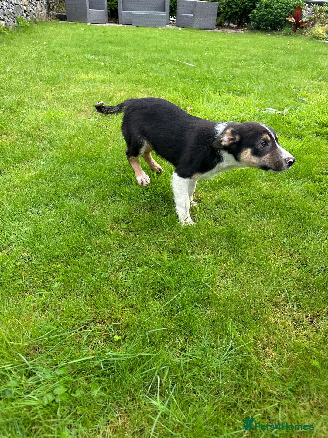 Border Collie dogs for sale: Border collie pups 🐶  - Image 5