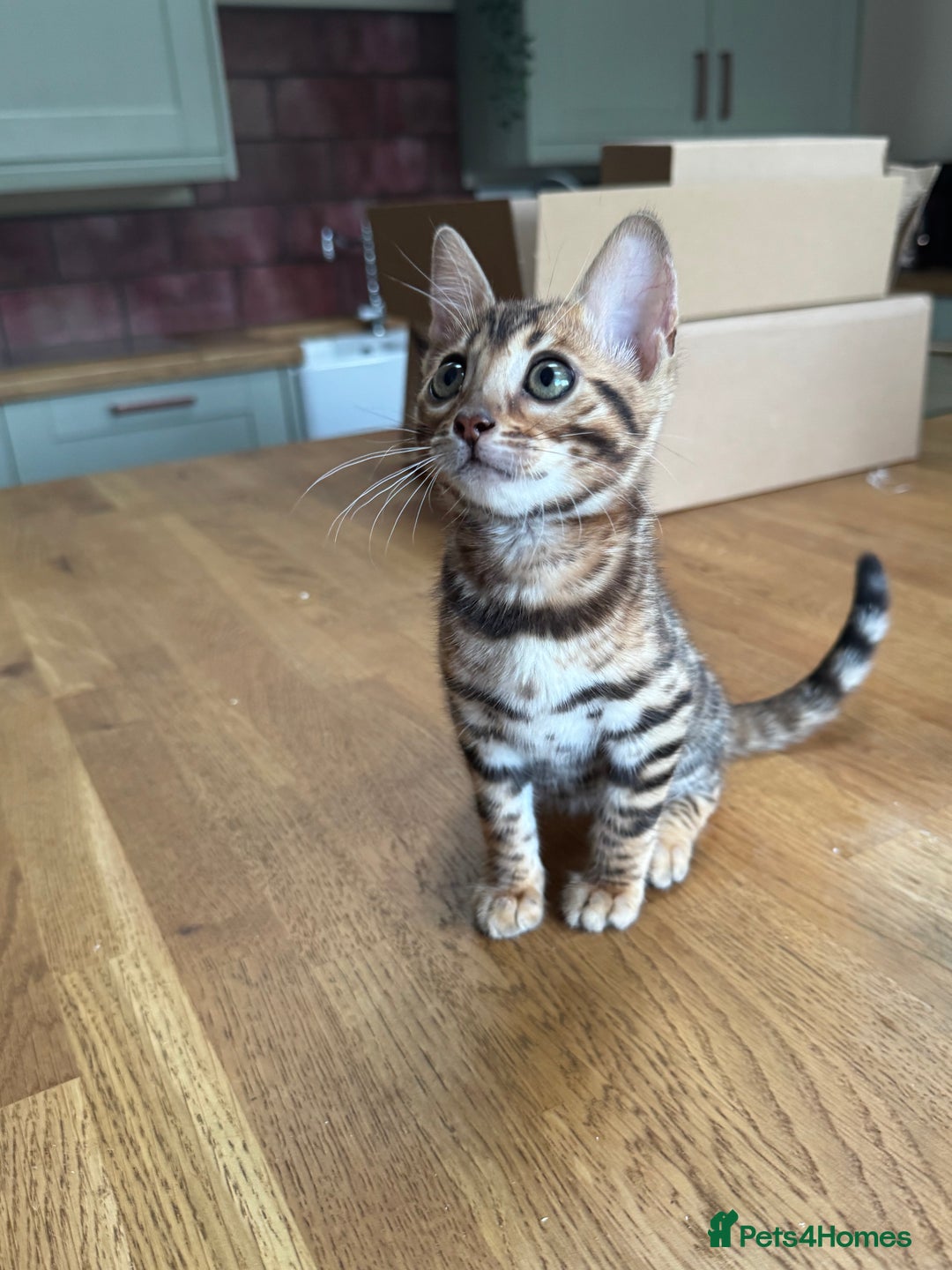 Bengal cats for sale: Bengal kittens  in Newark - Image 2
