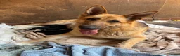 German Shepherd dogs for sale: Beautiful litter of healthy German shepherd pups - Advert 15