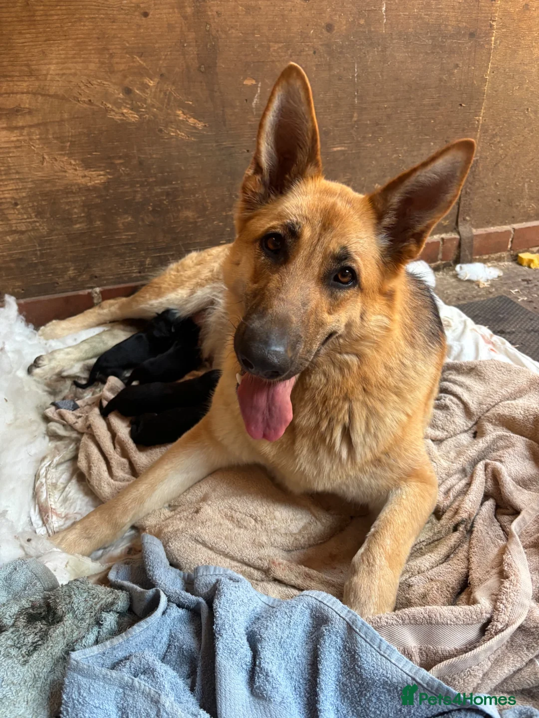 German Shepherd dogs for sale: Beautiful litter of healthy German shepherd pups - Advert 15