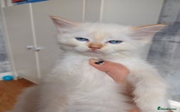 Ragdoll cats for sale: 4 gorgeous fluffy ragdoll kittens  - Image 9