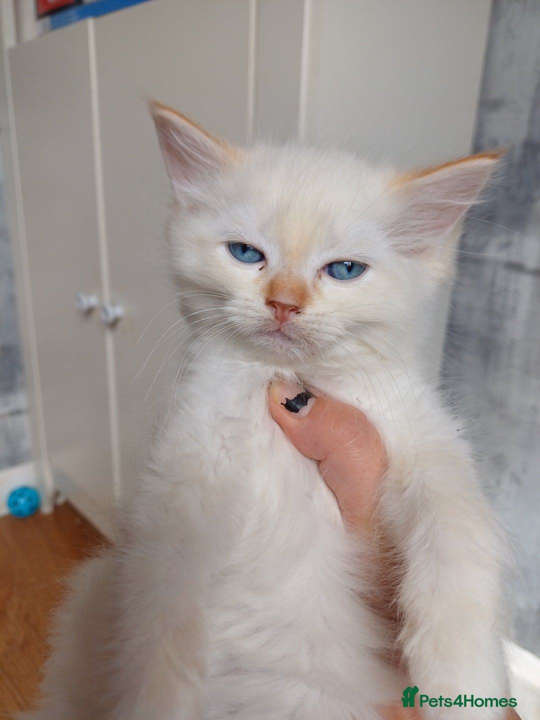 Ragdoll cats for sale: 4 gorgeous fluffy ragdoll kittens  - Image 9