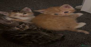 Mixed Breed cats - Advert 14