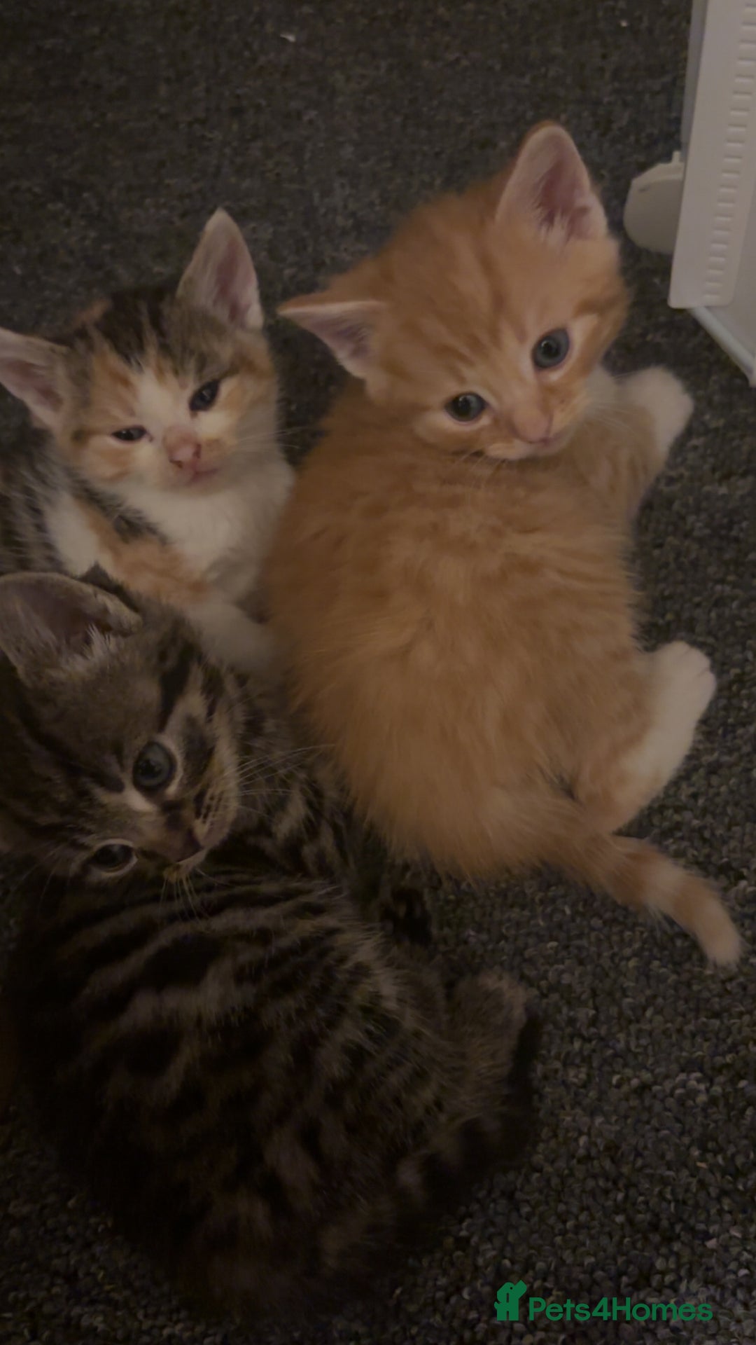 Mixed Breed cats for sale: 5 beautiful kittens 4 boys and 1 girl  - Image 2