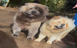Chow Chow dogs for stud: Chow stud 🔝 - Image 2