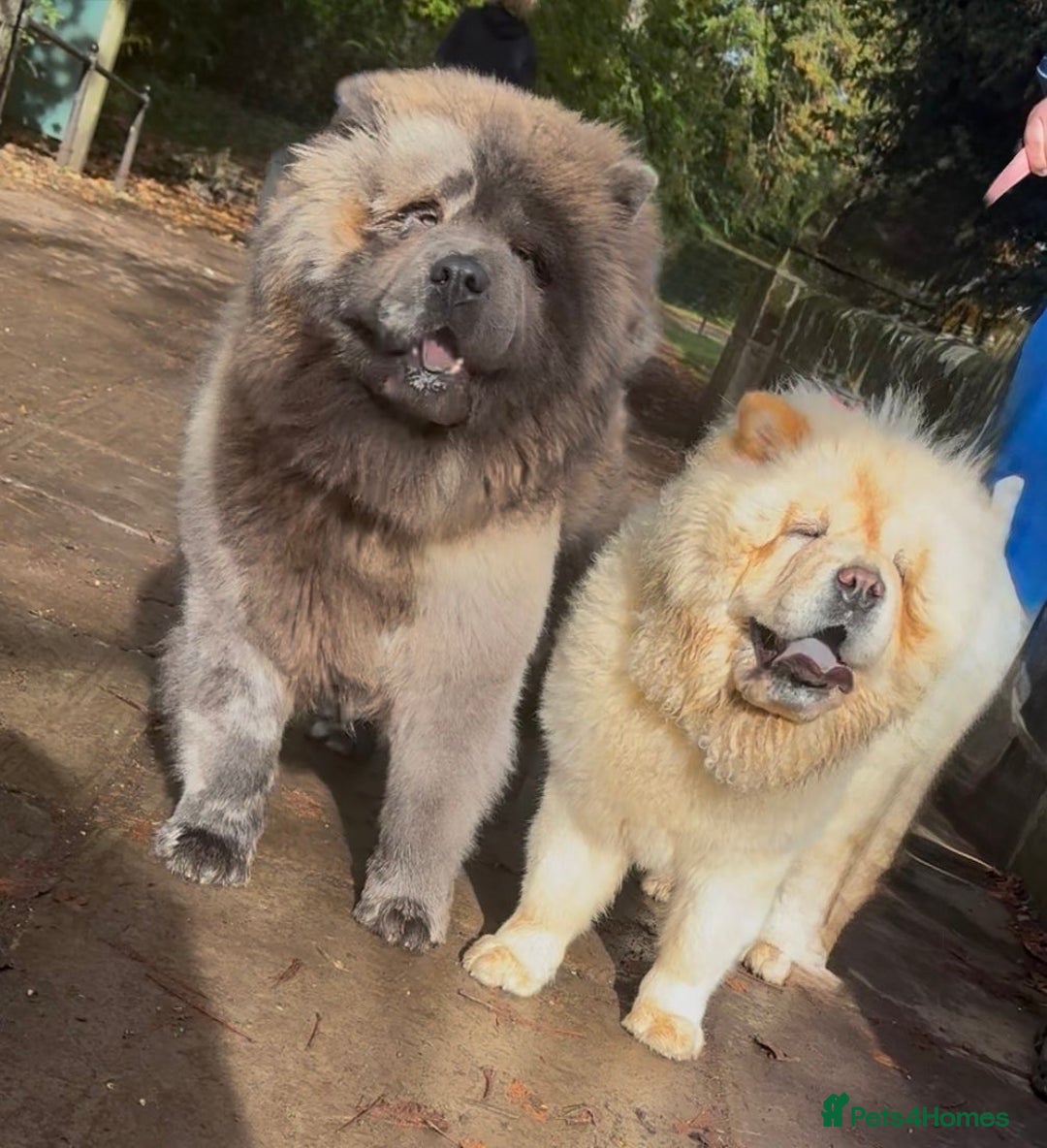 Chow Chow dogs for stud: Chow stud 🔝 - Image 2