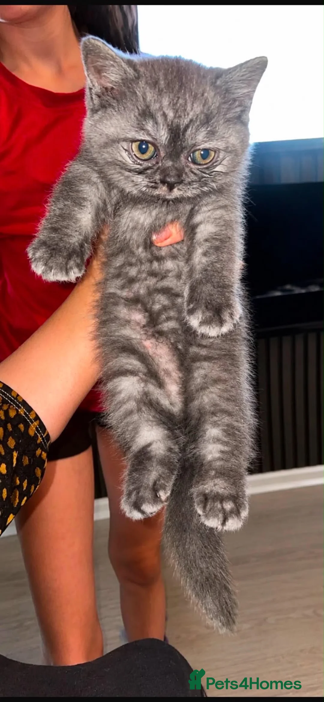 British Shorthair cats for sale: British short hair  in Chorley - Advert 2