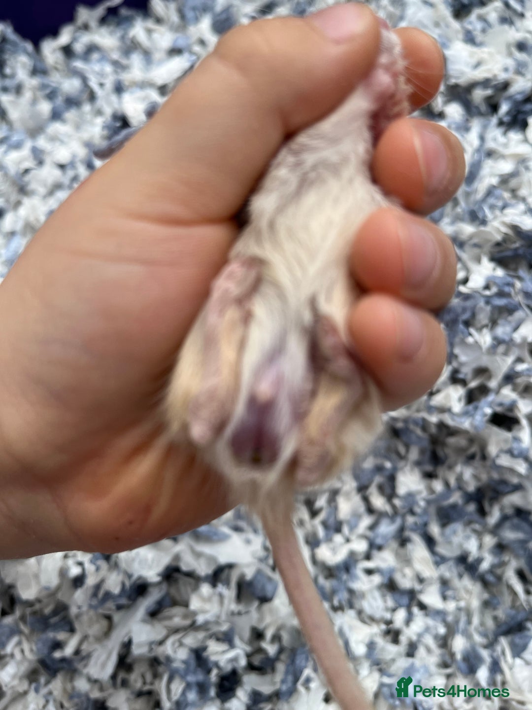 Gerbil rodents for sale: 10 gerbils for sale, in LONDON - Image 6