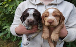 Cocker Spaniel dogs for sale: Cocker Spaniel Puppies - Image 7