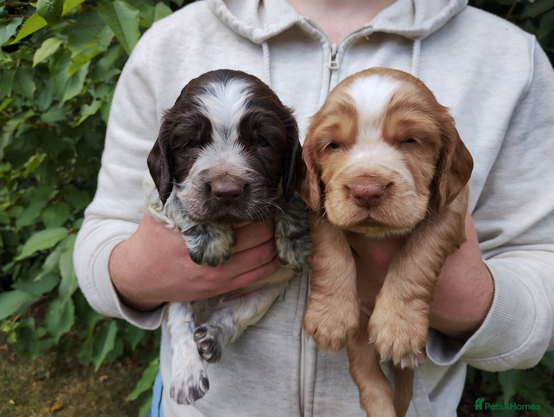 Cocker Spaniel dogs for sale: Cocker Spaniel Puppies - Image 7