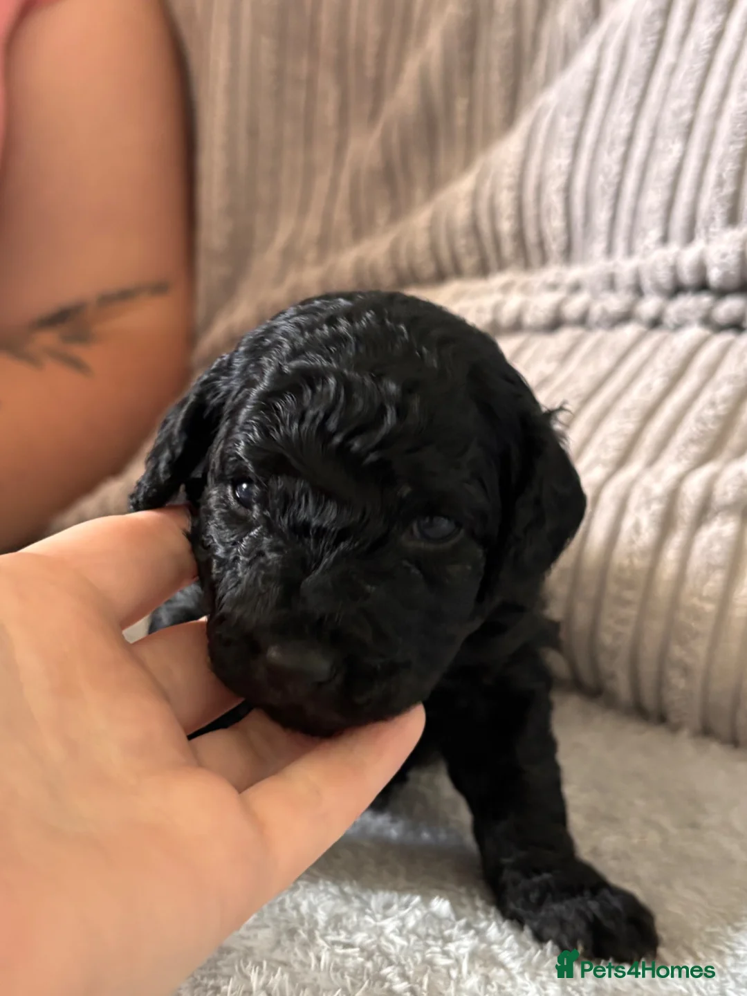 Cockapoo dogs for sale: F1B cockapoos  - Advert 2