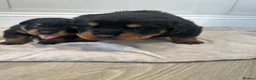 Rottweiler dogs for sale: OUTSTANDING QUALITY GERMAN ROTTWEILER PUPPIES  in Canvey Island - Advert 8