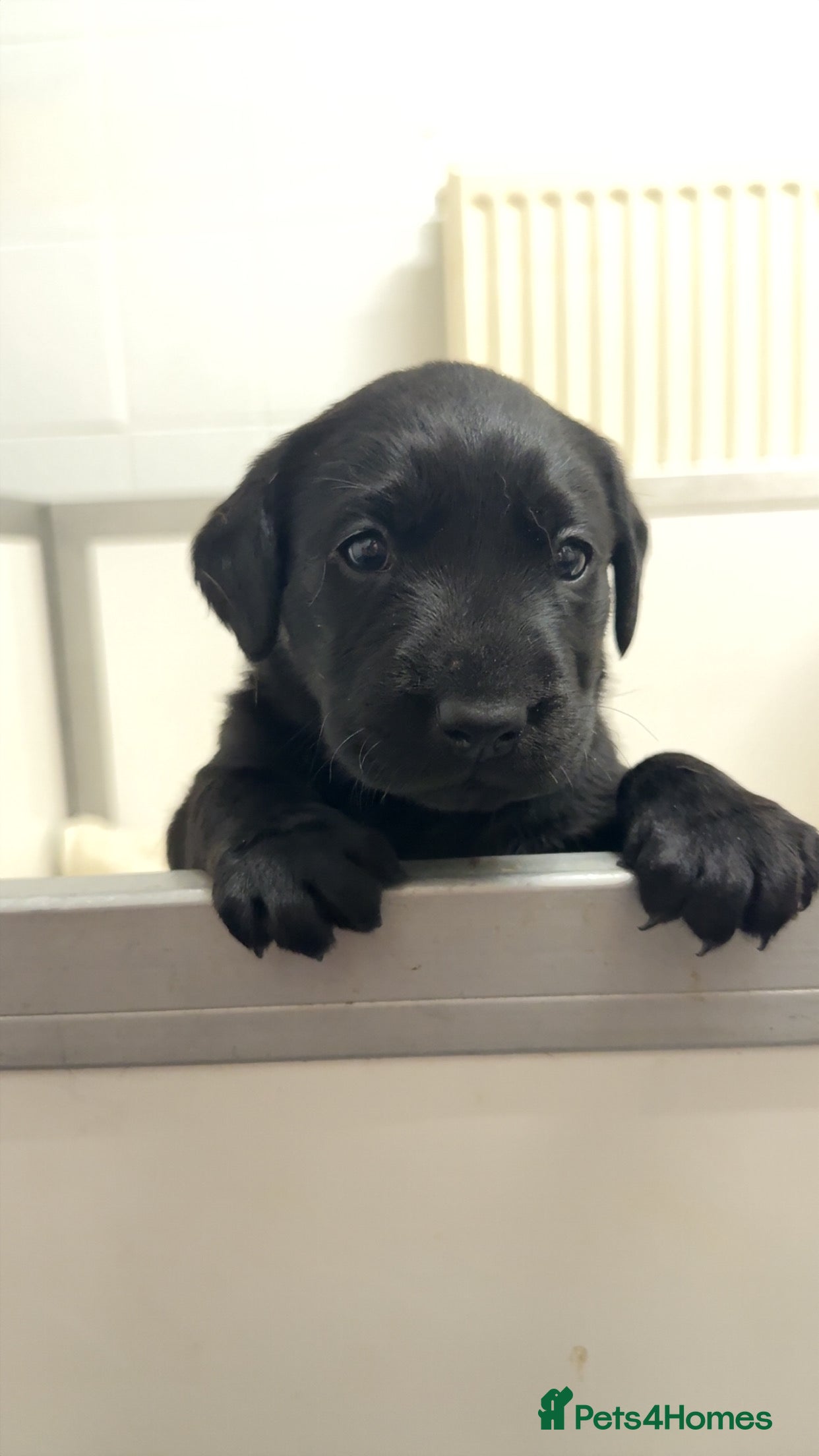 Labrador Retriever dogs Beautiful litter of labradors - Advert 11