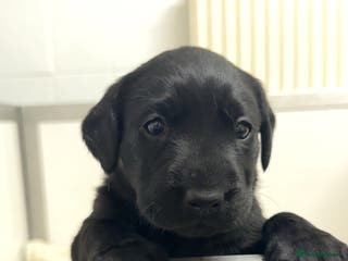 Labrador Retriever dogs Beautiful litter of labradors - Advert 11