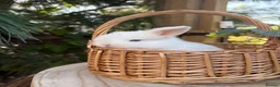 Mini Lop rabbits for sale: Vaccinated pure bred mini lops  - Advert 5
