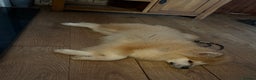 Japanese Akita Inu dogs for sale: 2 stunning longcoats - Advert 9
