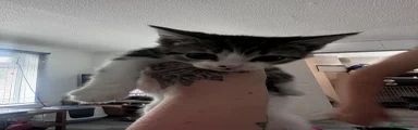 Domestic Shorthair Kitten 3