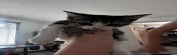 Domestic Shorthair cats for sale: Mum and babies  - Advert 3
