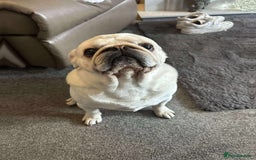 Pug dogs for sale: Male pug 4 years old  - Image 2