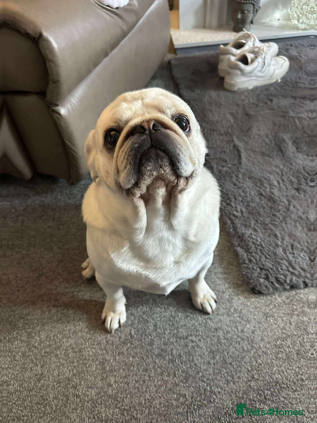 Pug dogs for sale: Male pug 4 years old  - Image 2